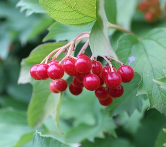 Калинка моя