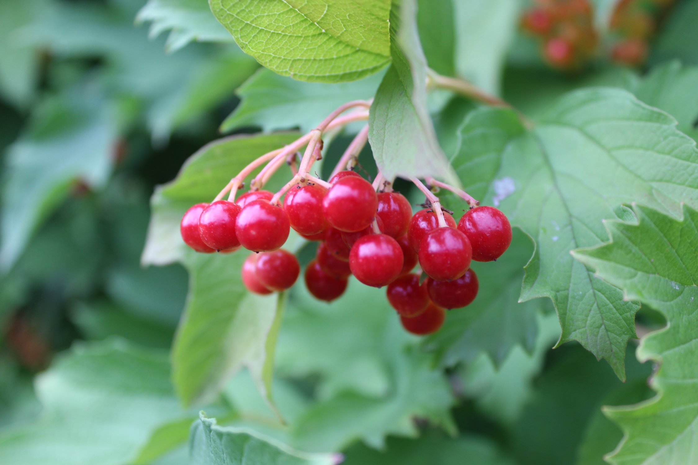 Калинка моя