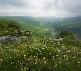 Плато в июньском цвету