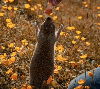 Во славу еде!
