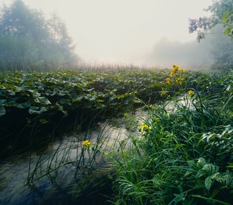 Туманное утро на лесной речке