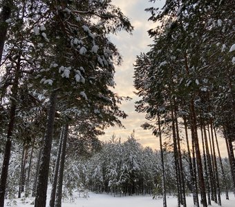 Зимний лес после полудня