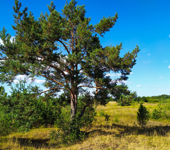 Природа Северо-запада