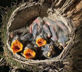 Птенцы дрозда-рябинника