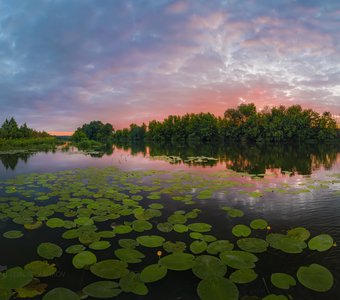 Листья кубышки