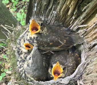 Подросшие птенцы дрозда-рябинника