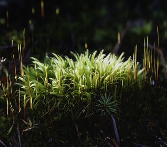 Иллюзорный мох