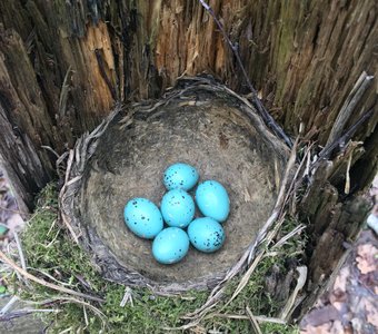 Гнездо дрозда-рябинника