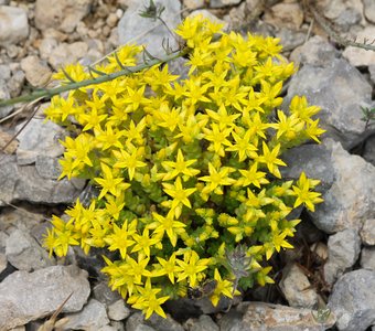 Очиток едкий - горная краса