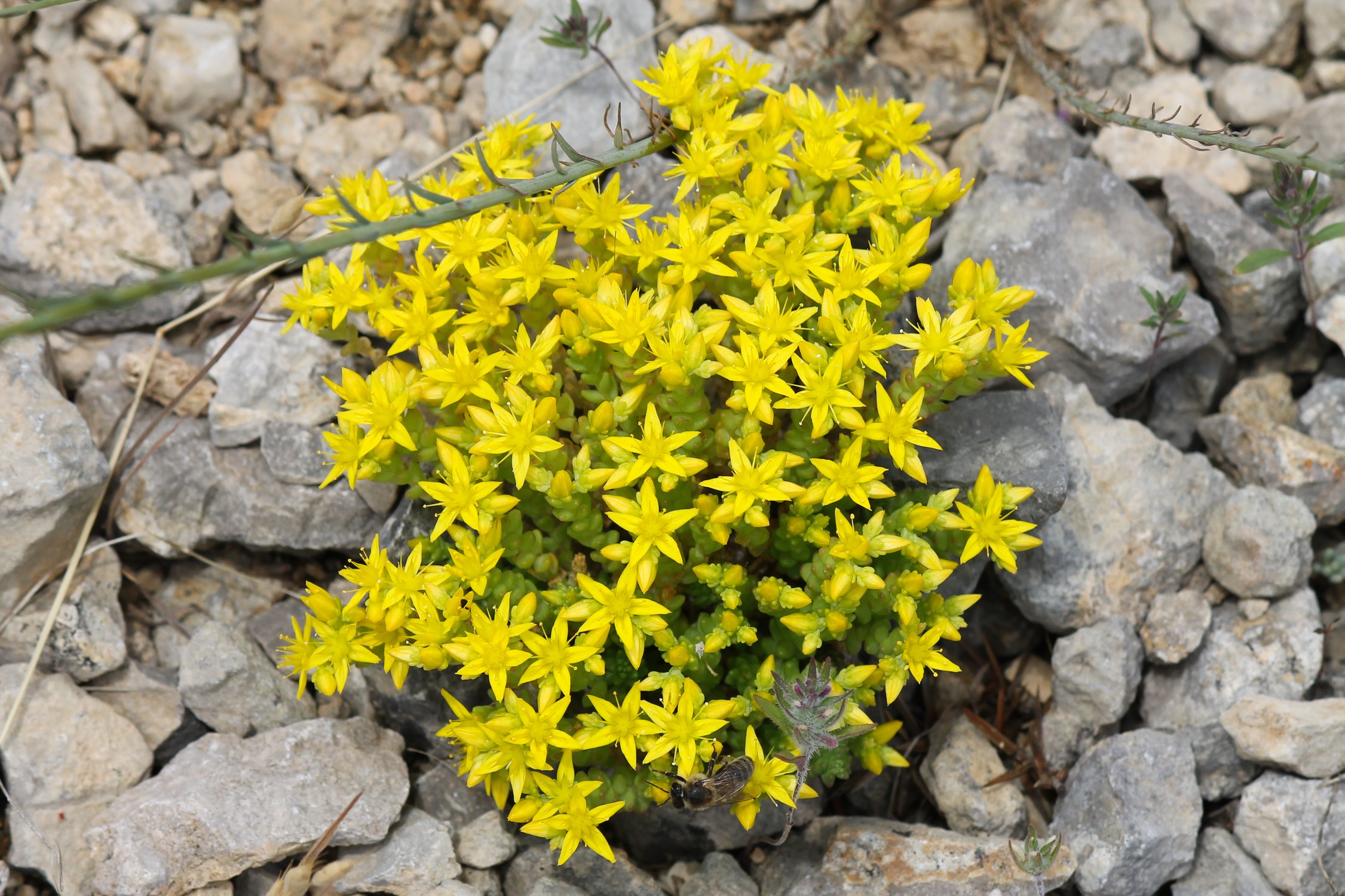 Очиток едкий — горная краса