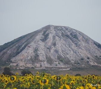 Шихан и подсолнухи