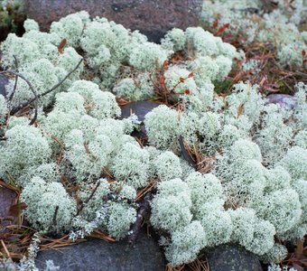 Флора острова Койонсаари