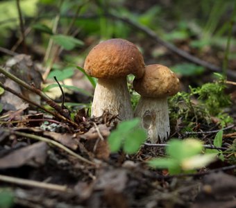 Два маленьких молодых Белых гриба / Two small young porcini mushrooms