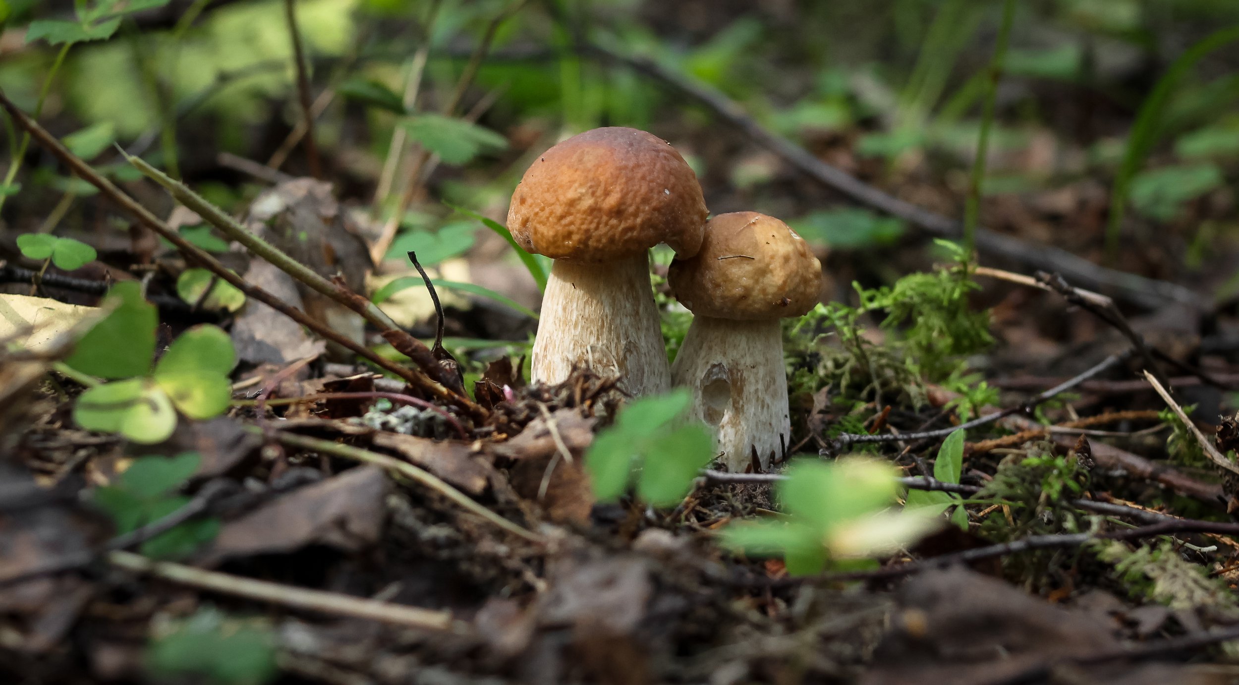 Два маленьких молодых Белых гриба