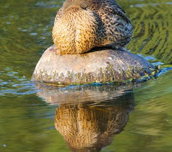 Утиное спа на реке Мста