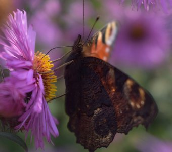 Павлиний глаз