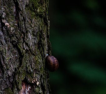 стремление