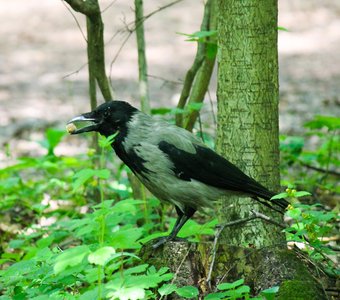 В поисках пропитания