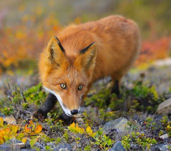 Осенний лис.