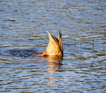 Подводная охота