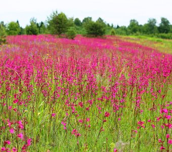 Цветочные ковры в верховьях Волги