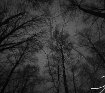Ночной лес.
