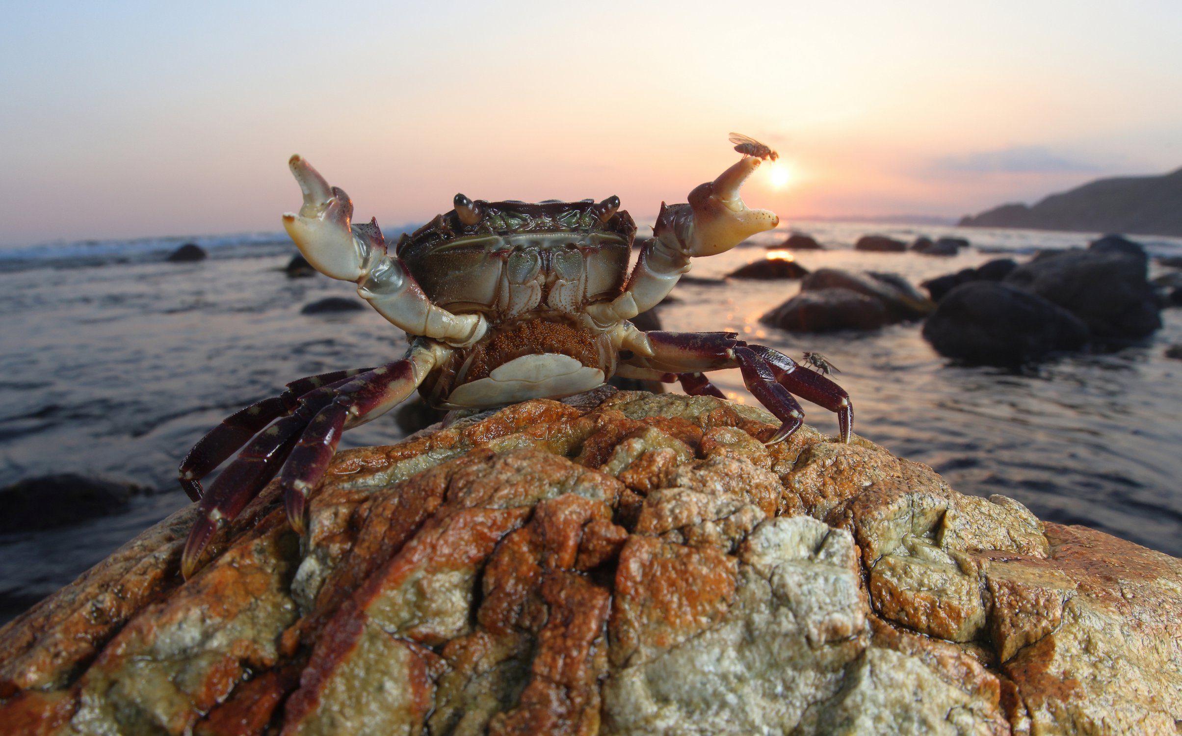 Повелительница мух