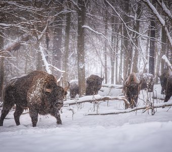 Земля до начала времен