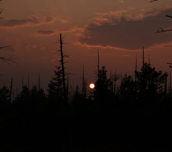 Мертвый лес, Камчатка