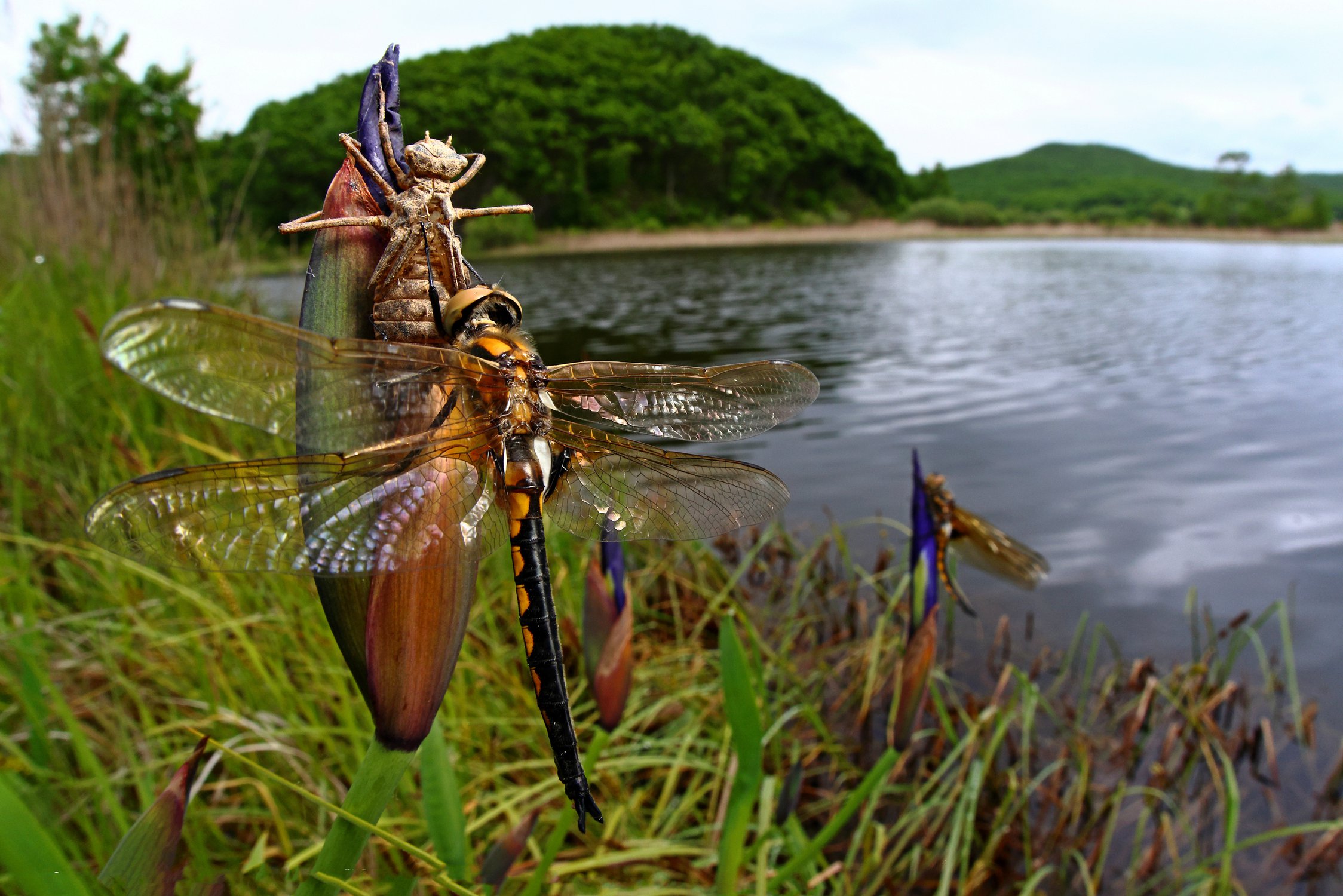 Чудо рождения