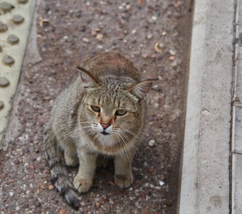 Одинокий кот