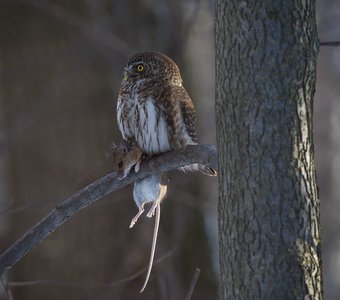 Вечерний охотник