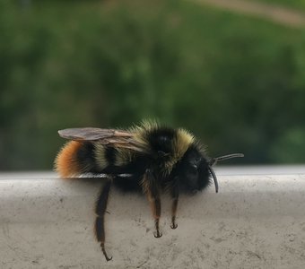 Уставший шмель