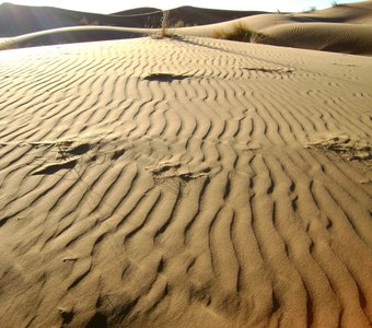 Песчаная зыбы,Сахара.