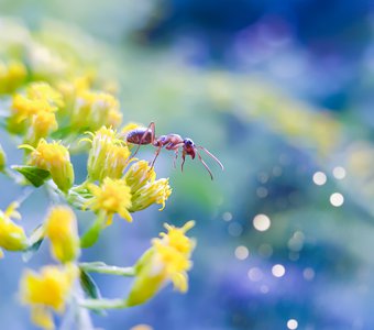 Любопытство