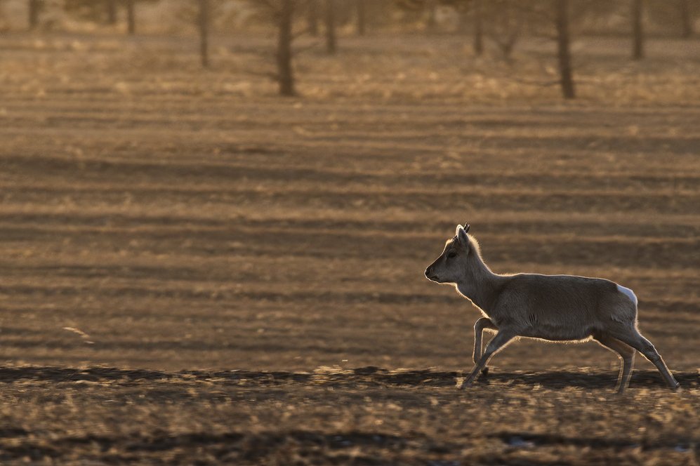В Забайкалье поезд сбил стадо редких антилоп