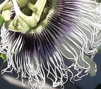 Загадка природы