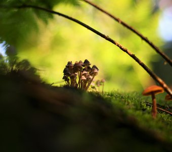 Из мира грибов