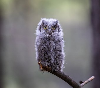 Сова на палочке