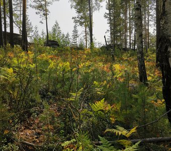 Папоротник на пригорке в летнем лесу