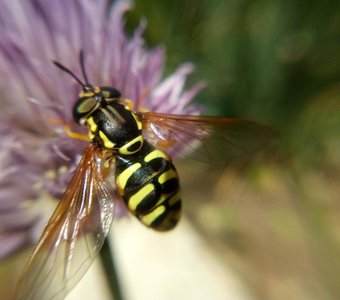 Мобильное фото