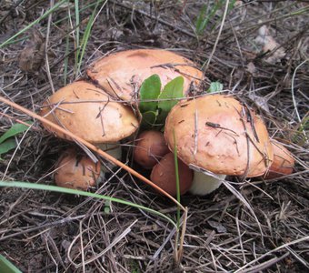 Мобильное фото