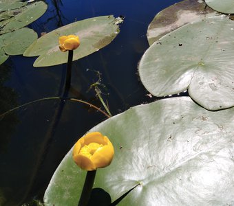 Мобильное фото