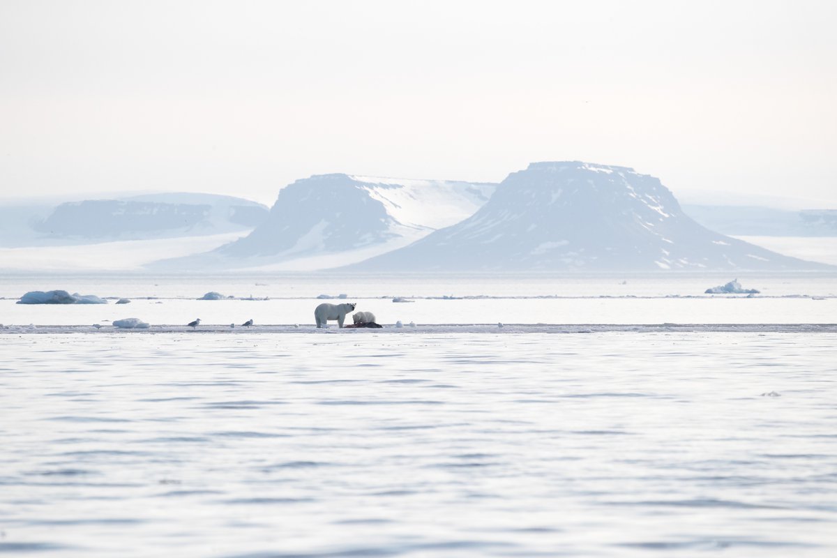 Экспедиция открытый океан архипелаги арктики 2019. Мы плывем на льдине. Мы плывем на льдине как на Бригантине. На льдине как на Бригантине. Белое море рисунок со льдинами в Архангельске.