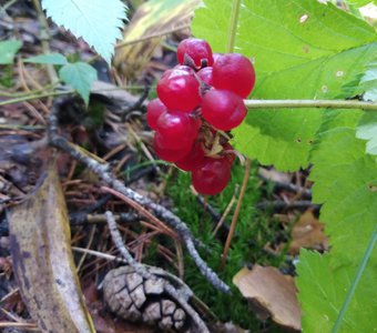 Мобильное фото