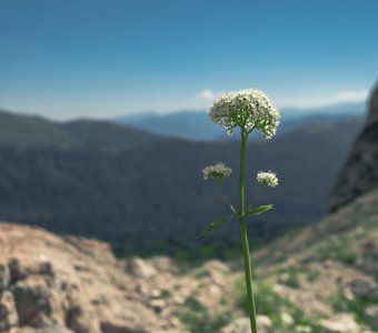 Среди безжизненных скал