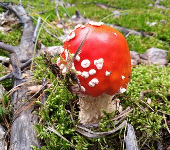 Мобильное фото