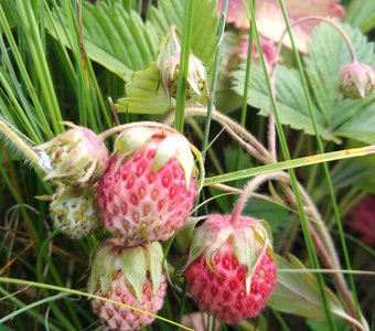 Мобильное фото