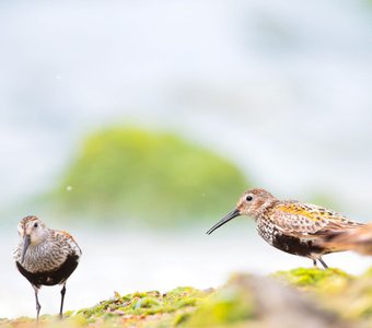 Подозреваки