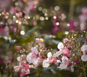 Сразу после дождя